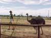 an ostrich farm