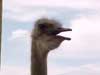 an ostrich