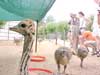 little ostriches