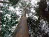 70 metres high eucalyptus - the was Bin Laden writen in the guest book just one day before us