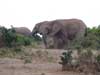 elephants (i believe in Hluhluwe-Umfolozi Park)