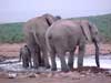 drinking elephants