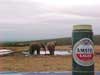 drinking elephants