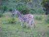 zebras