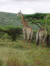 girafas