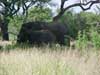 Kruger park